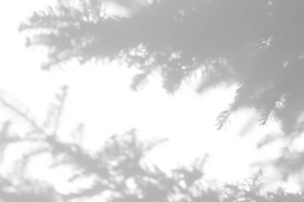 istock shadows of fir tree branches on a white wall 1285898853