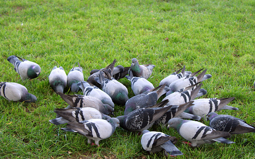 Pigeons on the grass searching food