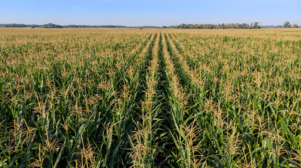 istock Top view of green corn field with blue sky 1285899763