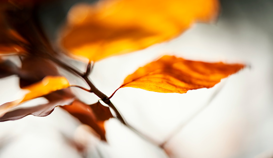 Autumn scenery - close up shot of leaves in different colors