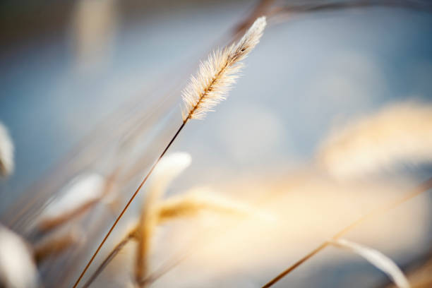 Wild meadow golden flowers on sunlight background, silvergrass, is a species of flowering plant in the grass family poaceae
