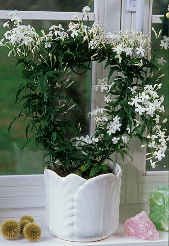 Common White Jasmine in pot
