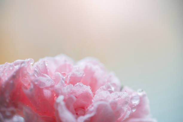 pink carnation flower in water drops close-up