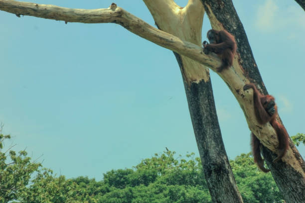 istock the orang-utan is resting on a tree branch in the hot sun 1285905451