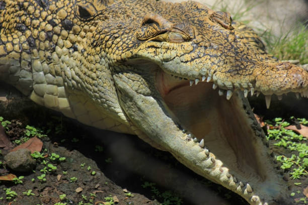 istock Swamp crocodiles basking in the hot sun 1285905472