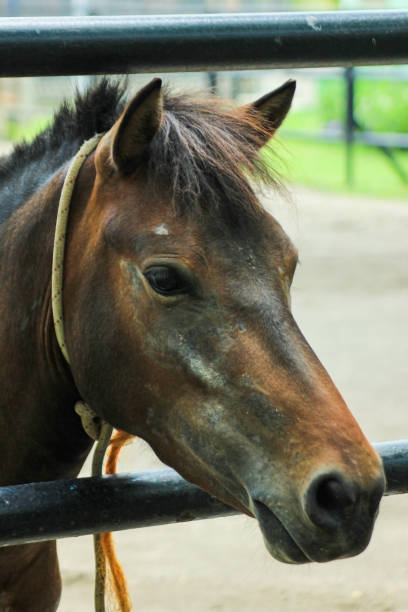 istock The stallion is resting on the stable 1285905527