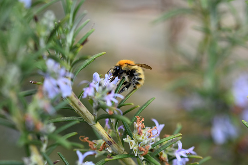 Honey bee on lavender.