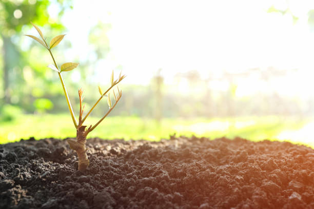 folhas verdes brotam e crescem em um toco de madeira seca no solo ao nascer do sol. vida nova, renascimento, esperança, estação da primavera, regeneração, recrescimento e conceito de auto-cura da natureza. - regrow - fotografias e filmes do acervo