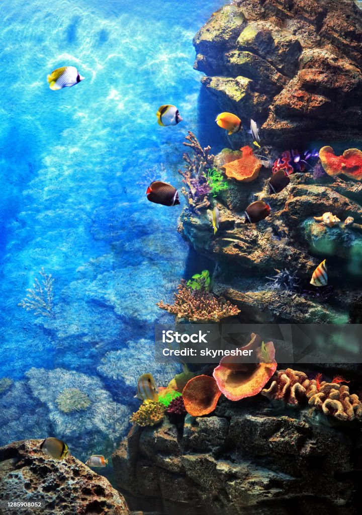 Underwater world. Underwater colorful fishes and corals. Aquarium Stock Photo
