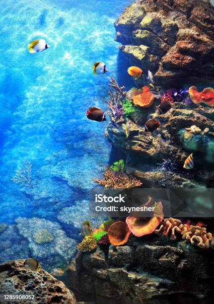 Underwater World Stock Photo - Download Image Now - Aquarium, Backgrounds, Fish Tank