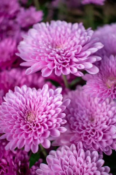 Pink Chrysanthemums / Cheryl Pink flowers in the cold fall garden