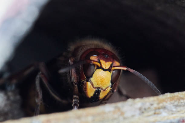 istock Close up of a giant great hornet 1285909433