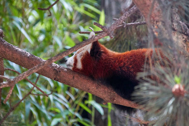 istock red panda, lat Ailurus, from the side, lies asleep on a branch 1285909604
