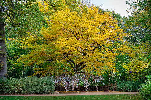 Autumn yellow linden trees lantern