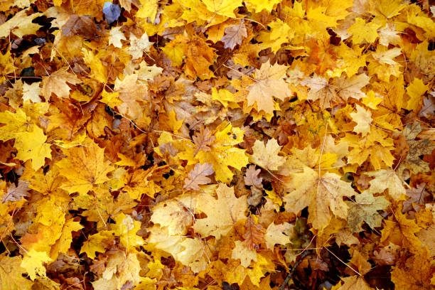 istock Carpet of fallen leaves 1285910423