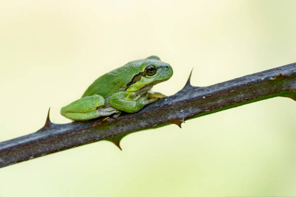 istock European Tree Frog (Hyla arborea) sitting on a Bramble 1285910496