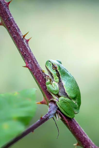 istock European Tree Frog (Hyla arborea) sitting on a Bramble 1285910500