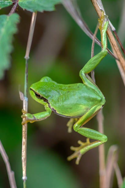 istock European Tree Frog (Hyla arborea) sitting on a Bramble 1285910522