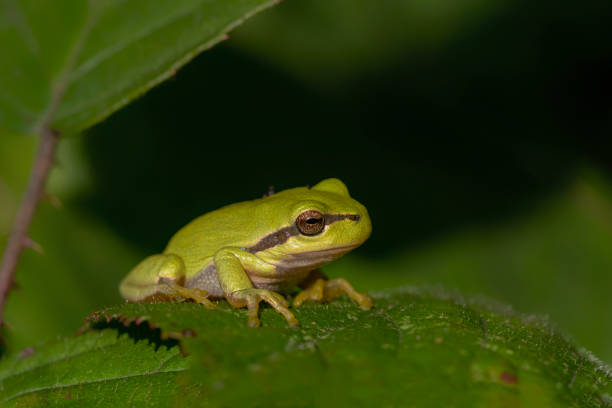 istock European Tree Frog (Hyla arborea) sitting on a Bramble 1285910524