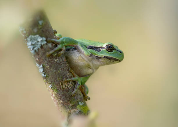 istock European Tree Frog (Hyla arborea) sitting on a Bramble 1285910527