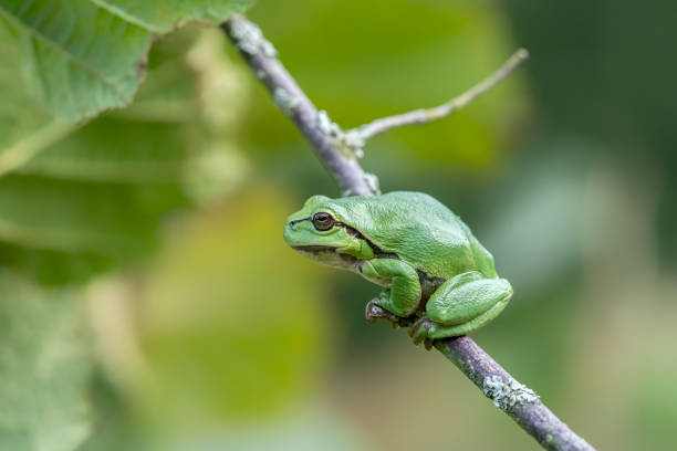 istock European Tree Frog (Hyla arborea) sitting on a Bramble 1285910528
