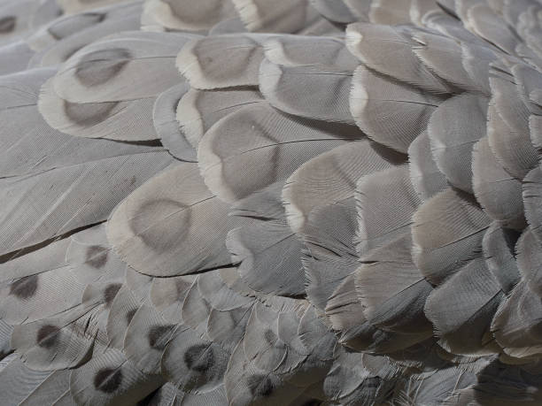 istock Abstract close up of bird feathers - Cape Barron Geese - grey 1285910690