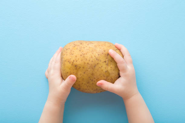 baby girl hands holding big potato on light blue table background. pastel color. fresh vegetable. closeup. point of view shot. top down view. - young potatoes imagens e fotografias de stock