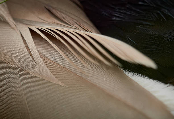 Abstract close up image of duck feathers.  Cream, black and white. Copy space and background/
