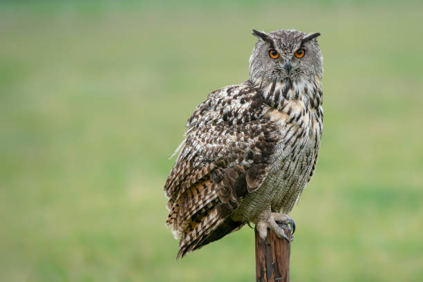 istock A beautiful, huge European Eagle Owl (Bubo bubo) sitting on a fence 1285911122