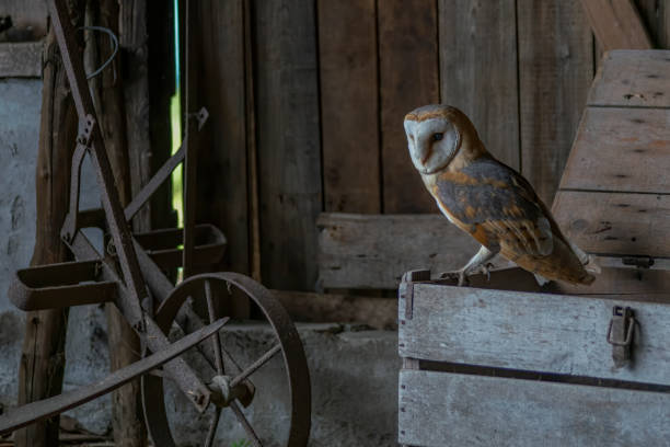 istock Cute and Beautiful Barn owl (Tyto alba) in an old barn. 1285911123