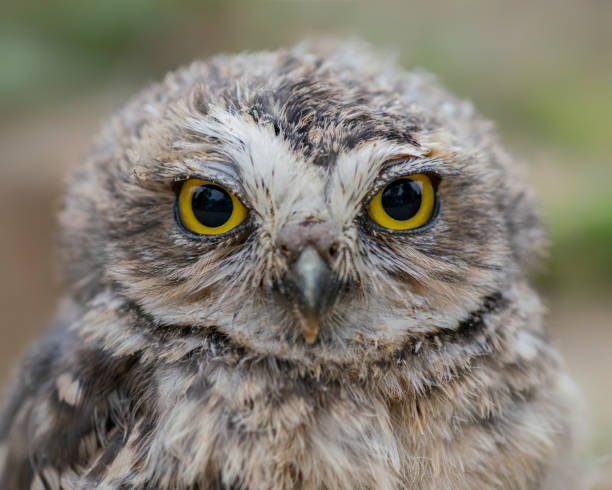 istock Portrait of a beautiful Burrowing owl (Athene cunicularia). 1285911124