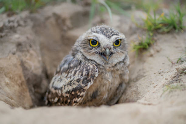istock Burrowing Owl (Athene cunicularia) standing on the ground. 1285911125
