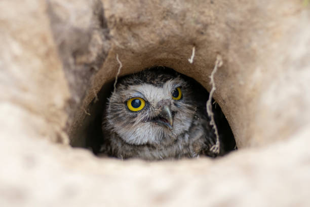 istock Burrowing Owl (Athene cunicularia) standing on the ground. 1285911130