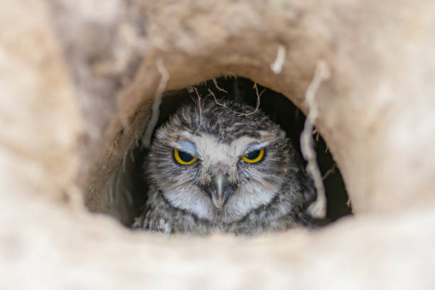 istock Burrowing Owl (Athene cunicularia) standing on the ground. 1285911137