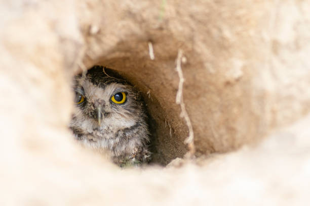 istock Burrowing Owl (Athene cunicularia) standing on the ground. 1285911142