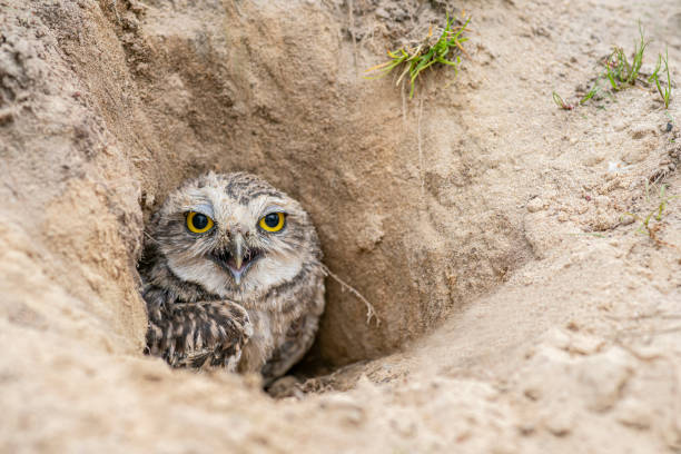 istock Burrowing Owl (Athene cunicularia) standing on the ground. 1285911152