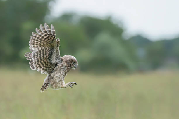 istock Little owl (Athene noctua) is getting ready to land. 1285911722