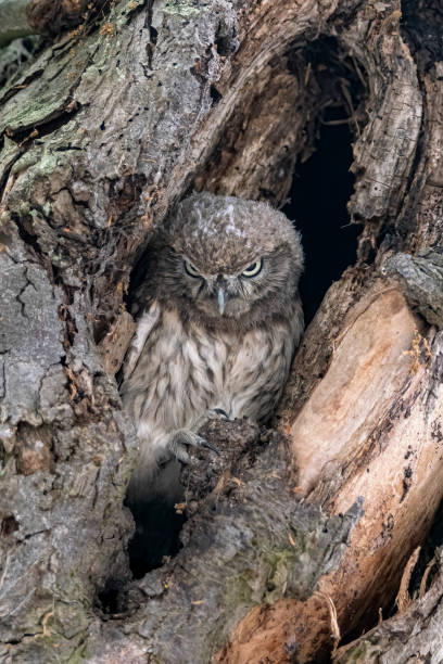istock Beautiful Little owl (Athene noctua) in a hollow tree 1285911729