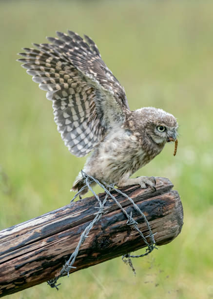 istock Little owl (Athene noctua) on a fence post 1285911732