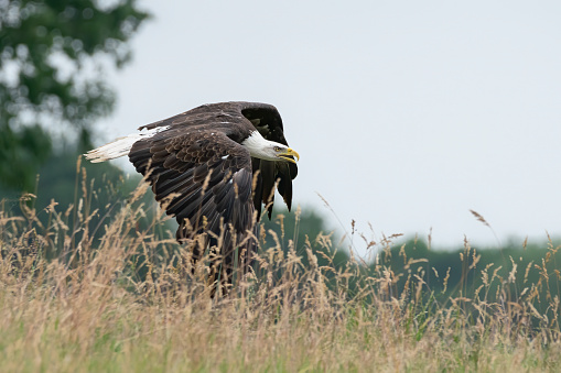 Majestic bald eagle / American eagle adult (Haliaeetus leucocephalus) in flight. American National Symbol Bald Eagle.