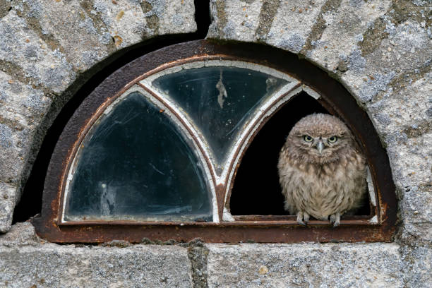 istock Curios little owl (Athene noctua)  sitting in window with broken glass 1285911775