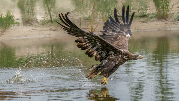 물고기를 잡는 아름다운 흰 꼬리 독수리 (haliaeetus albicilla). - white tailed eagle sea eagle eagle sea 뉴스 사진 이미지