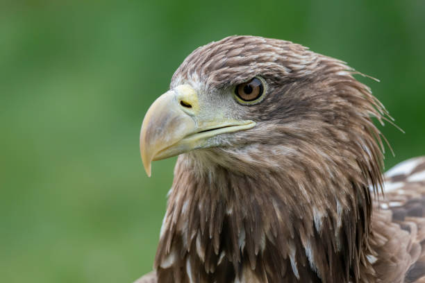 istock Portrait of a beautiful White Tailed Eagle (Haliaeetus albicilla). 1285911869