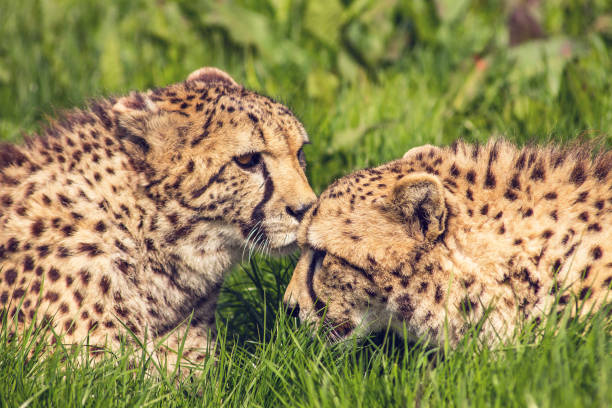 istock Cheetah's in the long grass. 1285915119