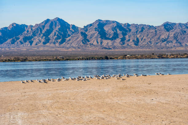 istock A Ring-billed Gulls in Lake Havasu, Arizona 1285915363