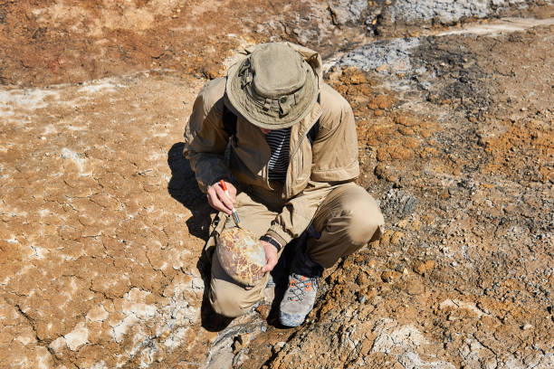 고생물학자가 사막에서 둥근 화석을 닦습니다. - paleozoic era 뉴스 사진 이미지