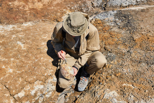 paleontologist brushes a rounded ovoid fossil in a desert paleontologist holding and brushes a rounded ovoid fossil resembling an dinosaur egg in a desert paleontologist stock pictures, royalty-free photos & images