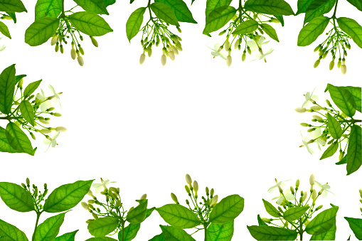 Creative layout made of green leaves and white flowers