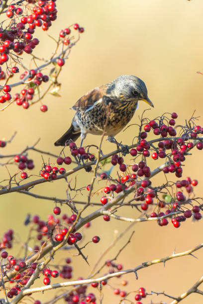 istock Fieldfare bird, Turdus pilaris, eating berries 1285916286