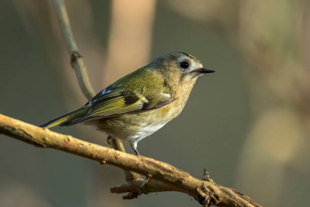 istock Goldcrest bird, Regulus regulus, foraging through branches of trees and bush 1285916344
